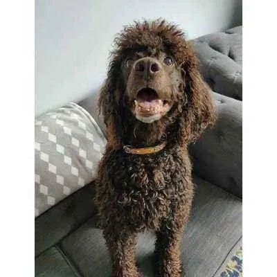 Luxury Dog Collar Set: Finnigan's Fancy 🐾-1